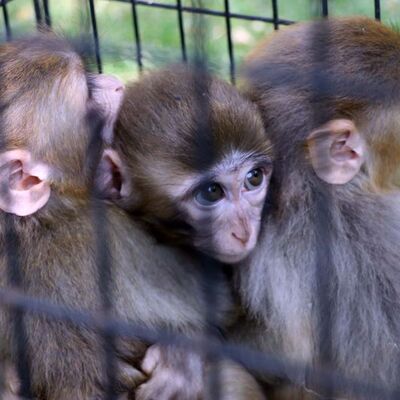 Down sendromlu yavru maymun, kardeşlerinden ayrılamıyor