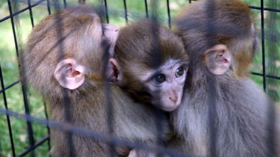 Down sendromlu yavru maymun, kardeşlerinden ayrılamıyor