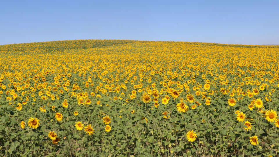 Ayçiçeği tarlalarında görsel şölen