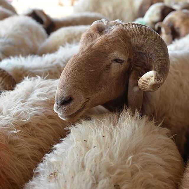 Kurban Bayramı tatili kaç gün?