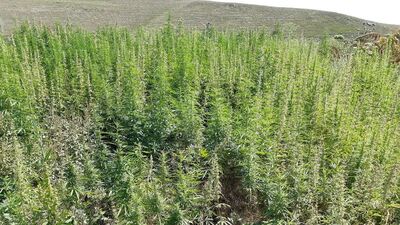 Kars'ta uyuşturucu operasyonu