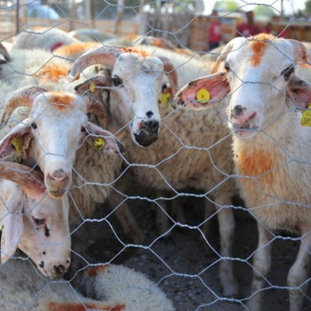 İşte Kurban Bayramı tarihi