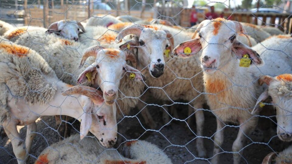 İşte Kurban Bayramı tarihi