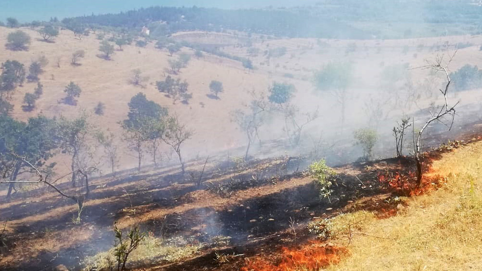 Elazığ'da korkutan orman yangını!
