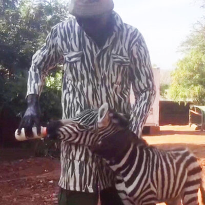 Öksüz zebra için seferber oldular... Vekil anne!