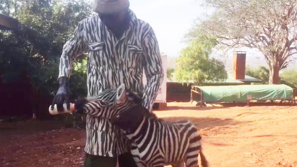 Öksüz zebra için seferber oldular... Vekil anne!