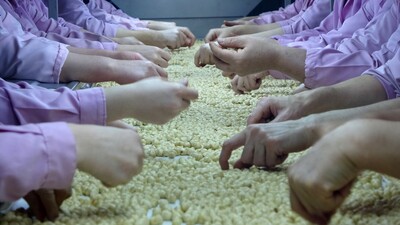 Fındık rekoltesinde düşüş beklentisi