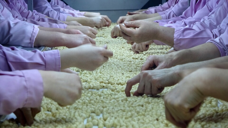 Fındık rekoltesinde düşüş beklentisi