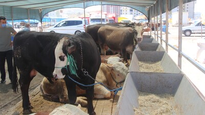 Kurbandan virüs bulaşır mı?