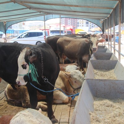 Kurbandan virüs bulaşır mı?