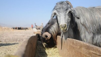 Bayram tatili kaç gün?