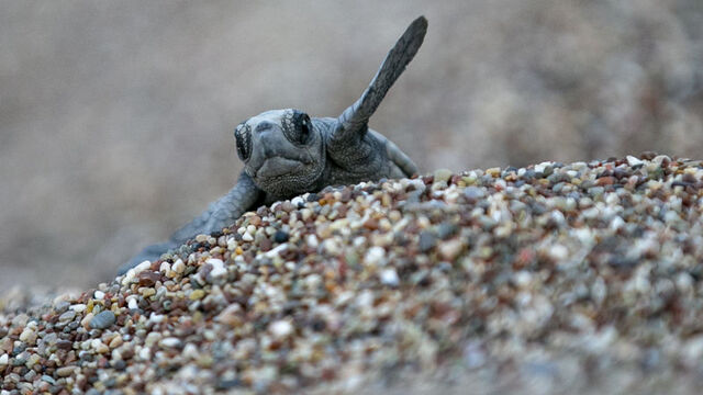 Caretta carettalar denizle buluştu