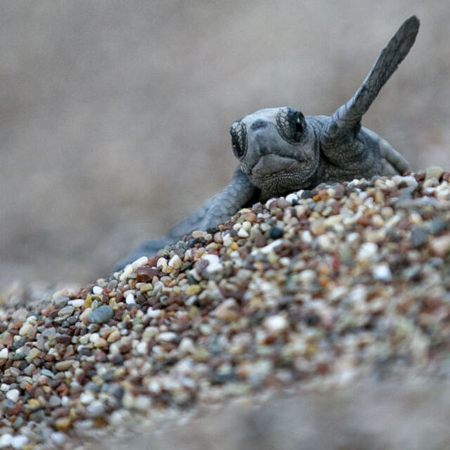 Caretta carettalar denizle buluştu