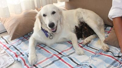 Doğum yapmadı ama... Yavru kedilerin süt annesi!