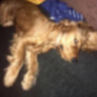 'Emanet ettiği komşusu tecavüzle öldürdü' iddiası