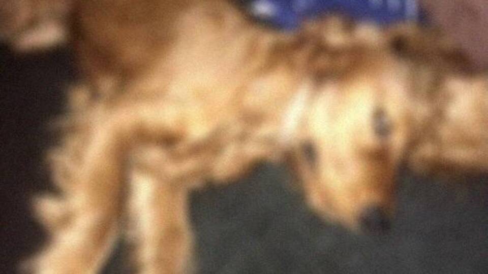 'Emanet ettiği komşusu tecavüzle öldürdü' iddiası