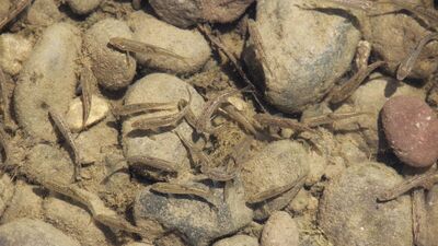 Yavru balıkların yaşam mücadelesi görüntülendi