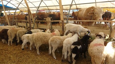 SETBİR'den kurbanlık önerisi