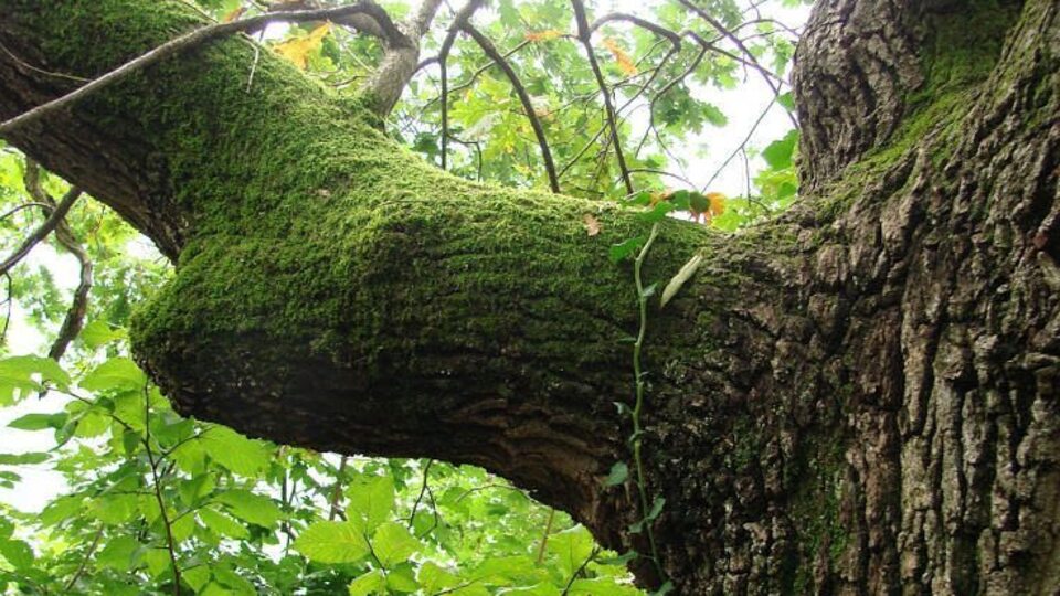 Abanozun faydaları ve kullanım alanları