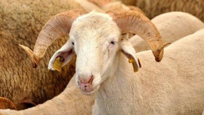 2020 Kurban Bayramı tarihi