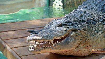 Türkiye'nin en büyük timsahı! Yanına kimse yaklaşamıyor