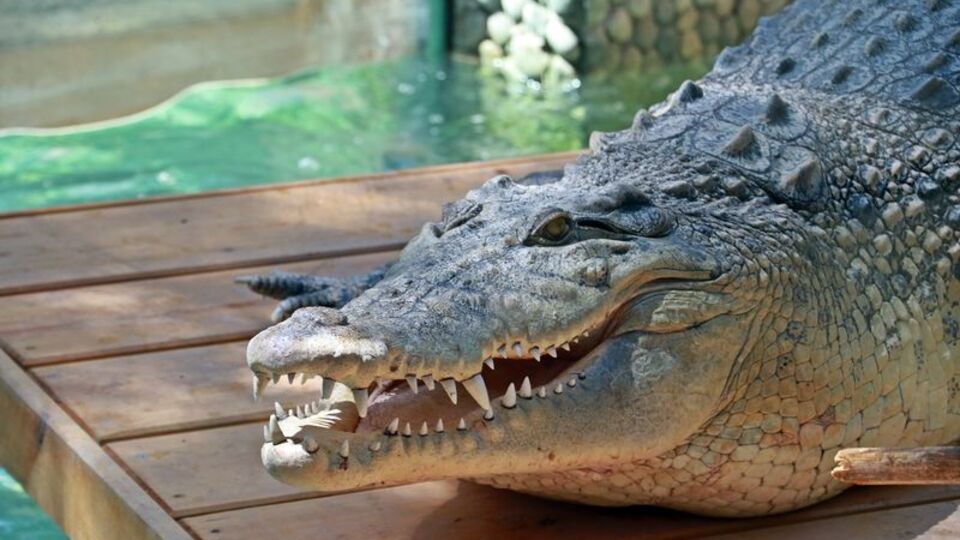 Türkiye'nin en büyük timsahı! Yanına kimse yaklaşamıyor