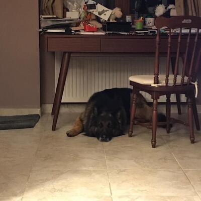 Köpeği silahla vurarak öldürdü!