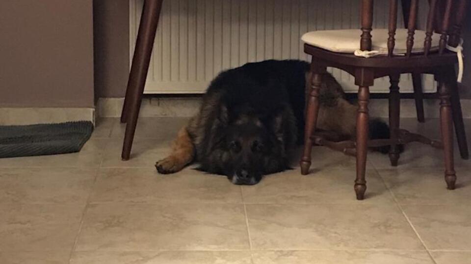 Köpeği silahla vurarak öldürdü!