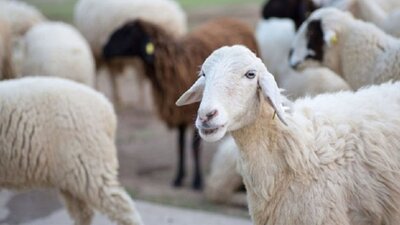 2020 Bayram tatili ne zaman, kaç gün?