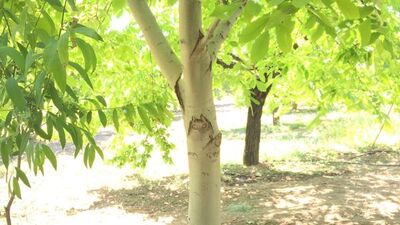 Dinlenirken gördü... Şaşkına döndü