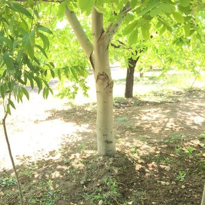 Dinlenirken gördü... Şaşkına döndü