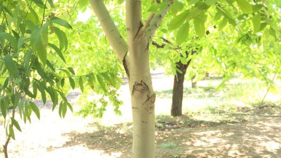 Dinlenirken gördü... Şaşkına döndü