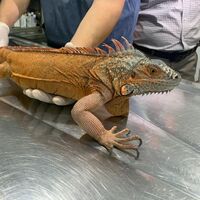 Üsküdar'da bulundu... 125 santim uzunluğunda!