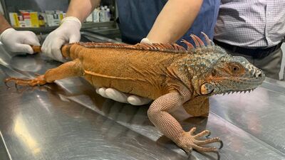 Üsküdar'da bulundu... 125 santim uzunluğunda!