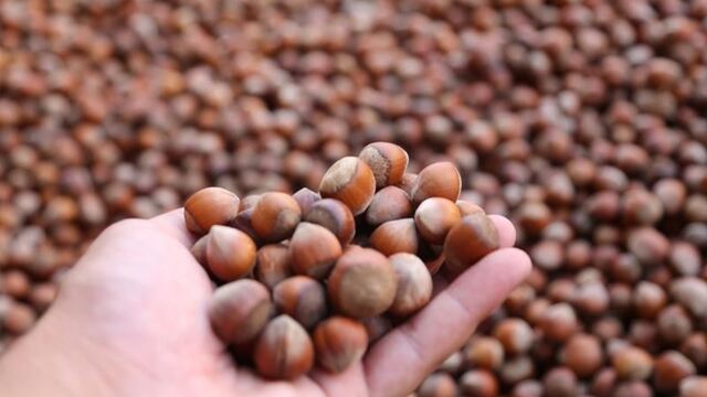 Sektörden fındık fiyatı açıklaması