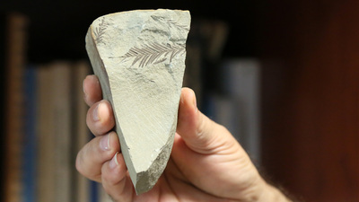 Saha çalışmalarında bulundu... 450 milyon yaşında!