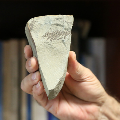 Saha çalışmalarında bulundu... 450 milyon yaşında!