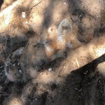 Bir 'Nero' dehşeti daha! Şimdi de Cesur