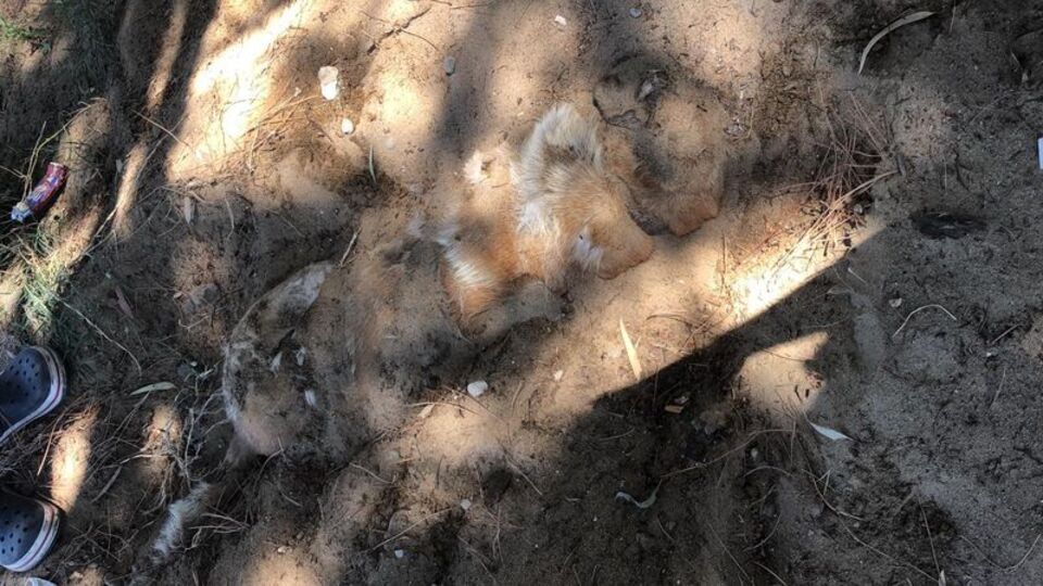 Bir 'Nero' dehşeti daha! Şimdi de Cesur