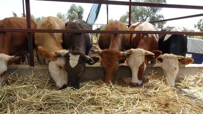 Kurbanlık fiyatları ne kadar?