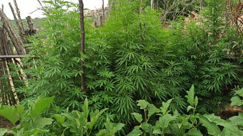 Mardin'de narkotik operasyonu