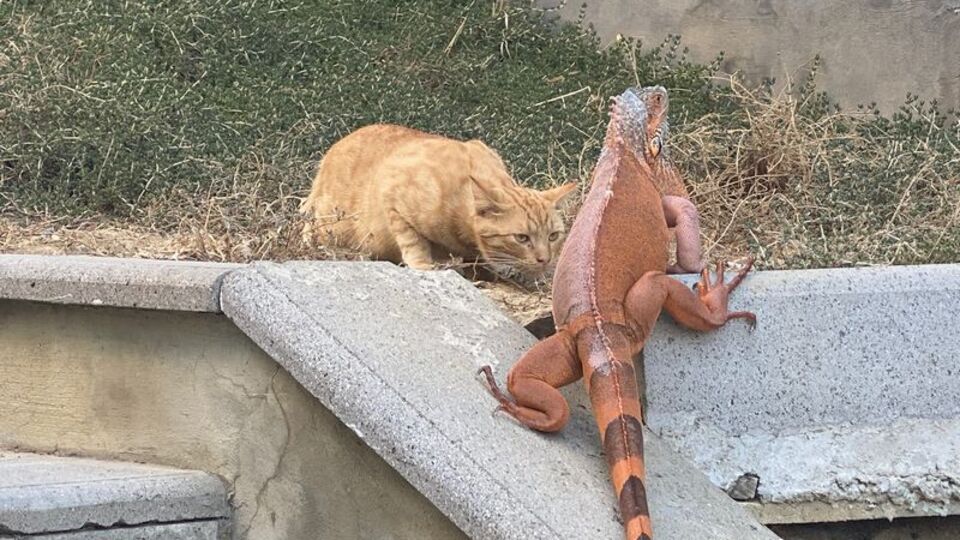 Üsküdar'da bulunmuştu... İsmi Bayram oldu!