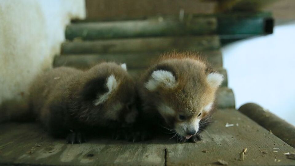 Kızıl pandalar ailenin yeni üyelerine kavuştu