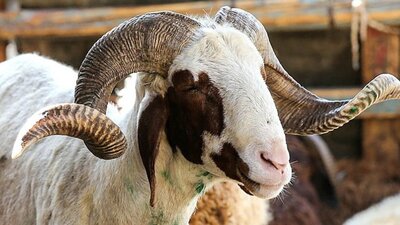 Kurban kesilirken okunacak dua hangisi?