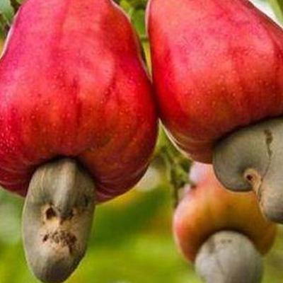 Yumurtaya benziyor ama... Ne olduğunu tahmin edebildiniz mi?