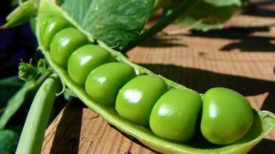 Kuru bezelyede iki yeni çeşit geliştirildi