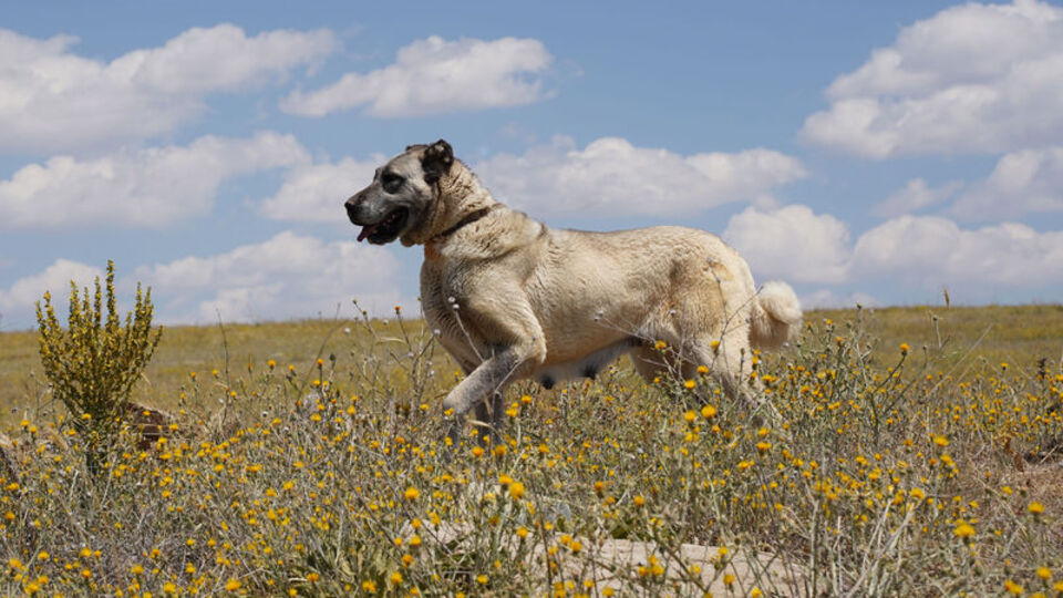 'Anadolu Aslanı' için dev proje!