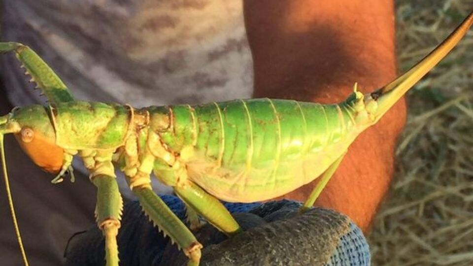 Çiftçiler gözlerine inanamadı... Sakın öldürmeyin!