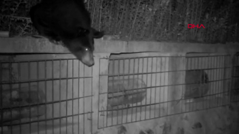 7.5 kilo balı 20 dakikada yedi...