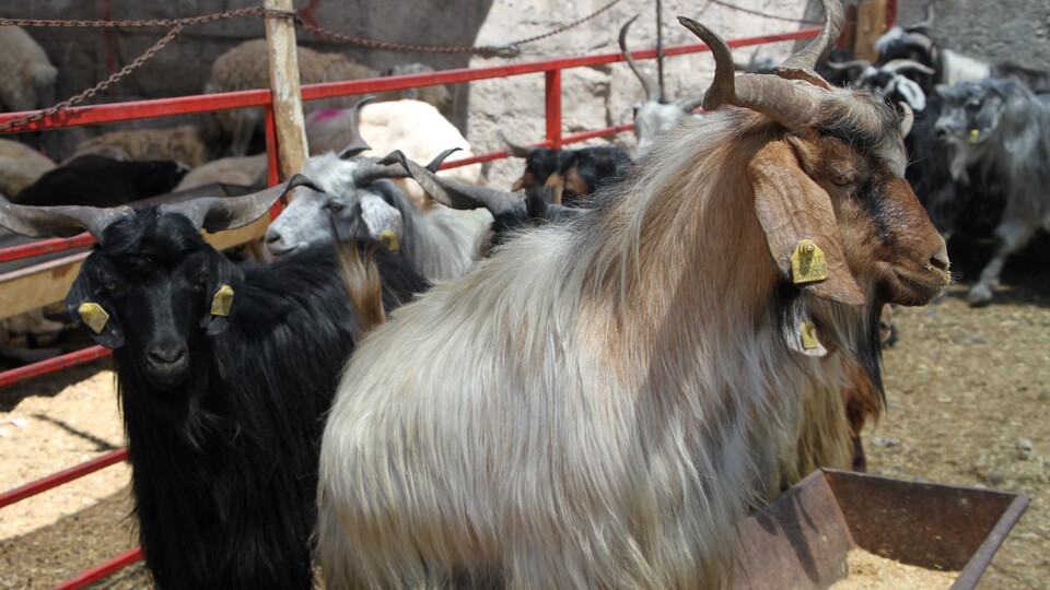 Elde kalan kurbanlıkları alacak